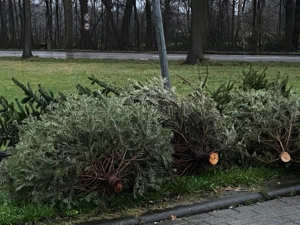 Die abgeschmückten Weihnachtsbäume werden ab dem 8. Januar 2024 abgeholt. Foto: Stadt Marl / Pressestelle