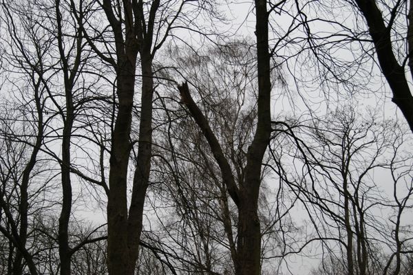 Weitere 14 Rosskastanien müssen auf dem alten Friedhof am Rathaus weichen