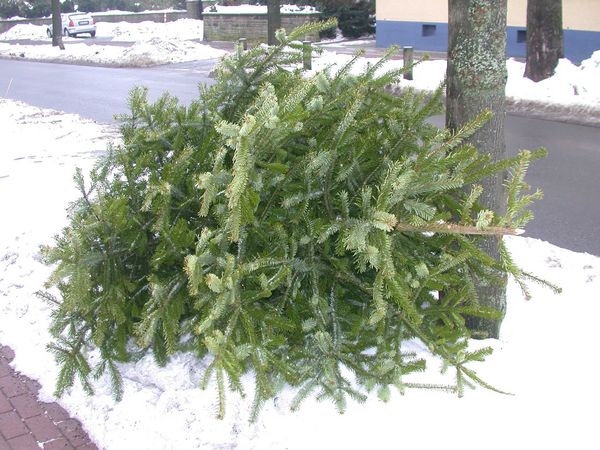 Abfuhr der Weihnachtsbäume