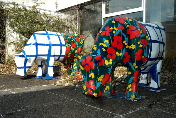 Burgunder Kühe beziehen Sommerquartier